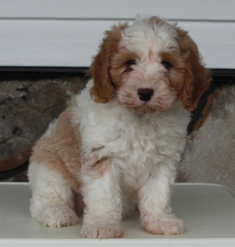 Cavapoo For Sale Sugarcreek OH Male-Samson