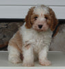 Cavapoo For Sale Sugarcreek OH Male-Samson