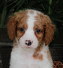 Medium F1BB Goldendoodle For Sale Millersburg OH Female-Dassie