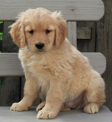 Golden Retriever For Sale Fredericksburg OH Male -Andre'