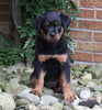AKC Registered Rottweiler For Sale Shreve OH Female-Bella