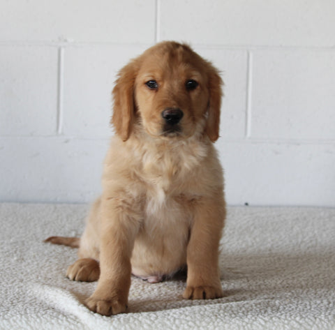 AKC Registered Golden Retriever For Sale Millersburg OH Male-Bobby