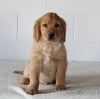 AKC Registered Golden Retriever For Sale Millersburg OH Male-Bobby