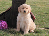AKC Registered Golden Retriever For Sale Fredericksburg, OH Male- Leo