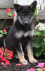 German Shepherd Husky For Sale Millersburg OH Male-Max