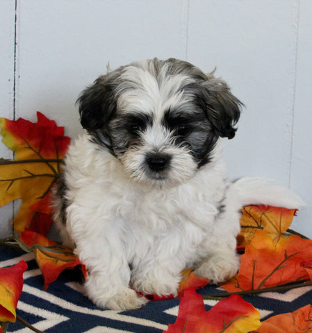 Mal-Shi For Sale Apple Creek OH Male-Koby