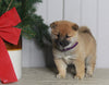 AKC Registered Shiba Inu For Sale Dundee OH Female-Lily