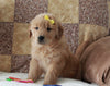 Golden Retriever For Sale Sugarcreek, OH Male- sonny