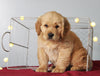 AKC Registered Golden Retriever For Sale Holmesville, OH Male- Timmy
