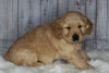 Goldendoodle For Sale Sugarcreek, OH Male- Cooper