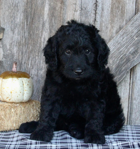 F1B Medium Labradoodle For Sale Millersburg OH Female-Fiona