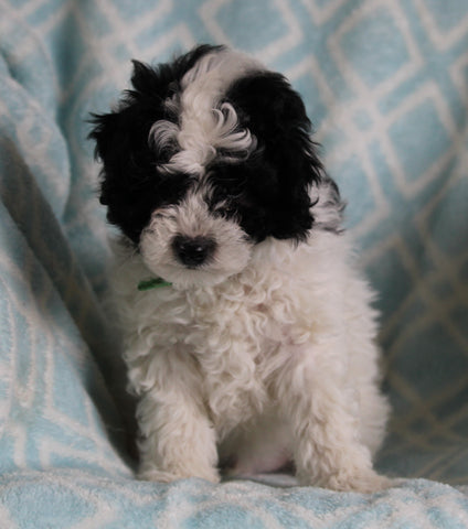 Shih-Poo For Sale Applecreek OH Male-Skipper