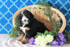 Bernedoodle For Sale Sugarcreek, OH Male- Chief