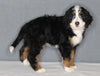 Bernedoodle For Sale Sugarcreek OH Female-Bailey