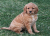 F1B Medium Labradoodle For Sale Millersburg, OH Female- Charlotte