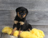 AKC Registered Rottweiler For Sale Applecreek OH Male-Brock