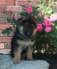 AKC Registered German Shepherd For Sale Millersburg OH Female-Rosalie