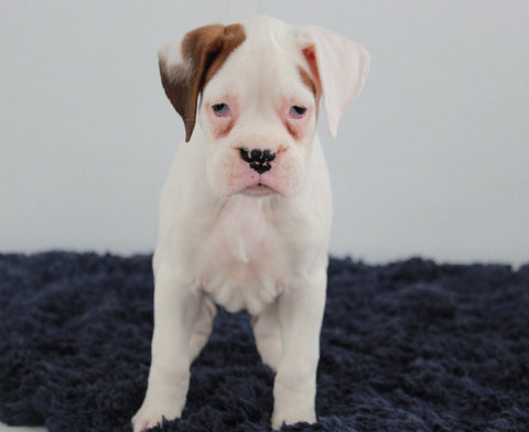 AKC Registered Boxer For Sale Millersburg OH Female-Jewel