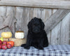F1B Medium Labradoodle For Sale Millersburg OH Female-Fiona