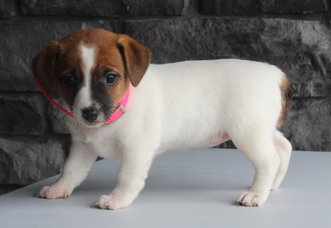 Jack Russel For Sale Millersburg OH Female-Ashley