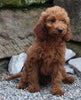 Goldendoodle For Sale Millersburg OH Male-Niles