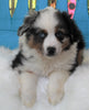 Mini Australian Shepherd For Sale Fredericksburg OH -Male Dexter