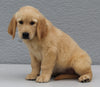 AKC Registered Golden Retriever For Sale Brinkhaven OH Male-Apollo