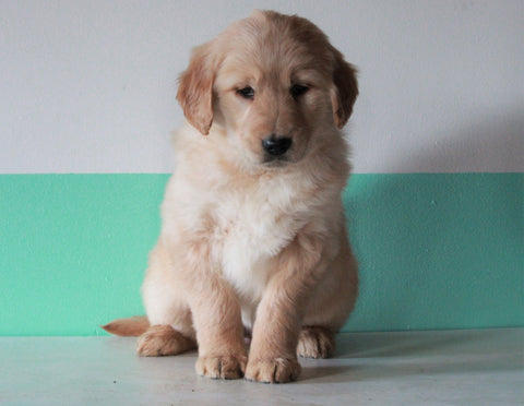 AKC Registered Golden Retriever For Sale Dundee, OH Female- Luna