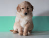 AKC Registered Golden Retriever For Sale Dundee, OH Female- Luna