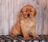 AkC Registered Golden Retreiver For Sale Fredricksburg OH Female-Judy