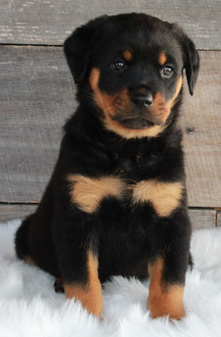 AKC Registered Rottweiler For Sale Applecreek OH -Female Brooklyn