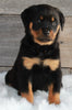 AKC Registered Rottweiler For Sale Applecreek OH -Female Brooklyn
