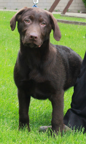 AKC Registered Labrador Retriever For Sale Sugarcreek OH Male-Ted