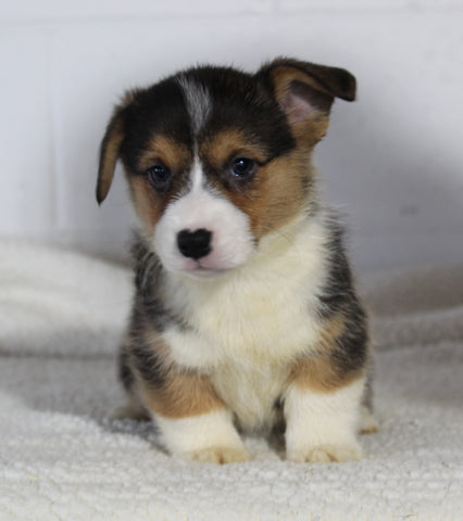 AKC Registered Pembroke Welsh Corgi For Sale Millersburg OH Male-Rocky