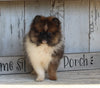 ACA Registered Pomeranian For Sale Millersburg OH Male-Jason