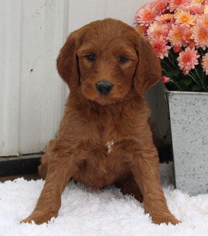 Standard Goldendoodle For Sale Shreve OH Male-Cooper