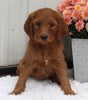 Standard Goldendoodle For Sale Shreve OH Male-Cooper