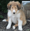 AKC Registered Lassie Collie For Sale Millersburg OH Male-Wesley