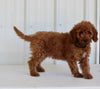 Mini Goldendoodle For Sale Wooster OH Male-Bentley