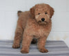 Goldendoodle For Sale Fredericksburg, OH Female- Fluffy