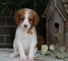 Medium F1BB Goldendoodle For Sale Millersburg OH Female-Dassie