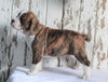 Beabull For Sale Holmesville, OH Male- Dexter