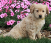 AKC Registered Golden Retriever For Sale Fredericksburg OH Female-Tiffany