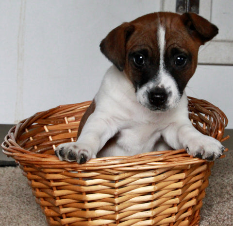 Jack Russel For Sale Fredericksburg OH Male-Cooper