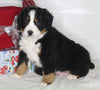 AKC Registered Bernese Mountain Dog For Sale Millersburg OH Male-Neil