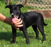 Lab Mix Puppy For Sale Sugarcreek OH Female-Blackie