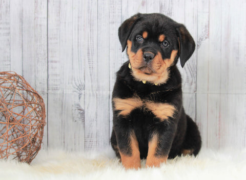 AKC Registered Rottweiler For Sale Holmesvile, OH Female- Angel