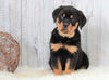 AKC Registered Rottweiler For Sale Holmesvile, OH Female- Angel