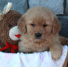 AKC Registered Golden Retriever For Sale Brinkhaven OH Female-Daisy