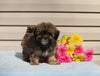 Shih-poo For Sale Warsaw OH Male-Terrance